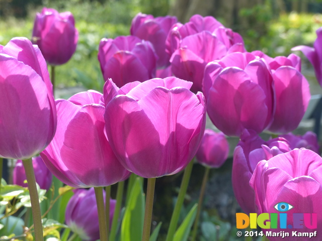 FZ005207 Purple tulips in Dyffryn Gardens